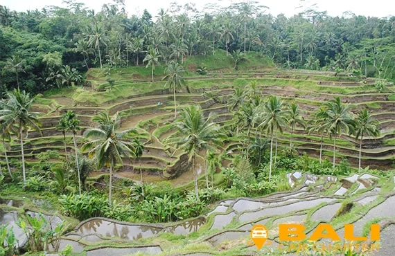 tegalalang rice terrace