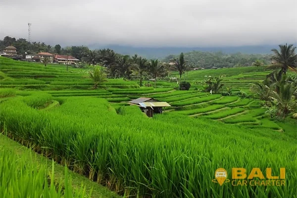 jatiluwih rice terrace