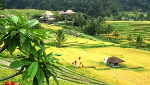 Jatiluwih rice terraces a UNESCO Cultural Heritage Site